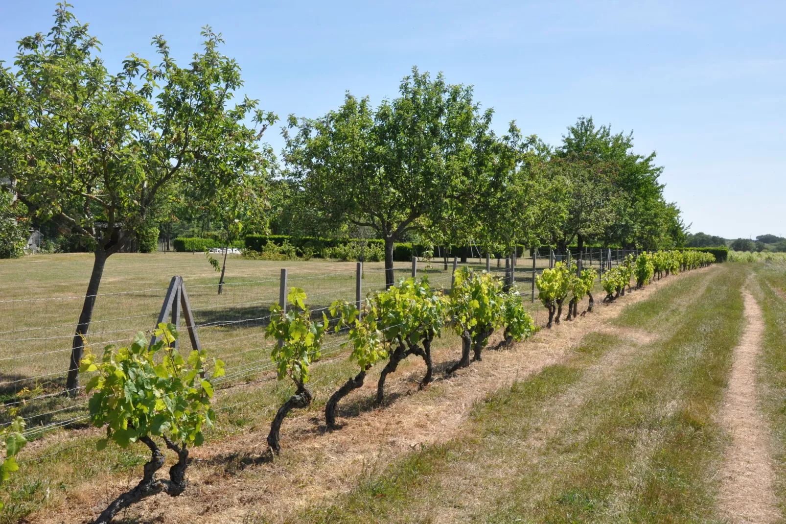 La Ferme les Drageonnières-Gebieden zomer 1km