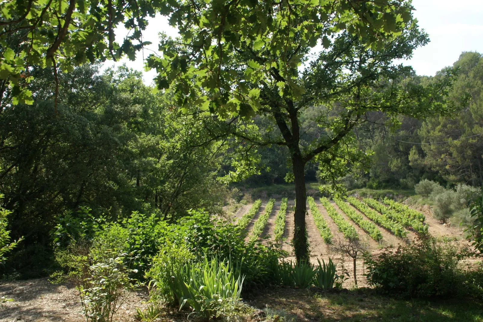 Villa Entrecasteaux-Uitzicht zomer