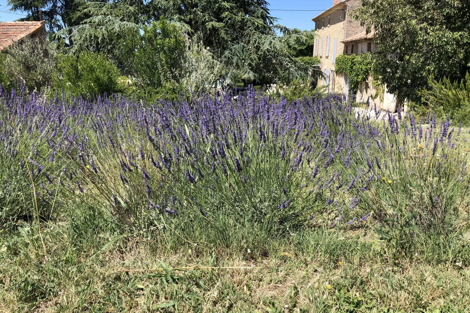 Le Mas Pausadou-Tuinen zomer