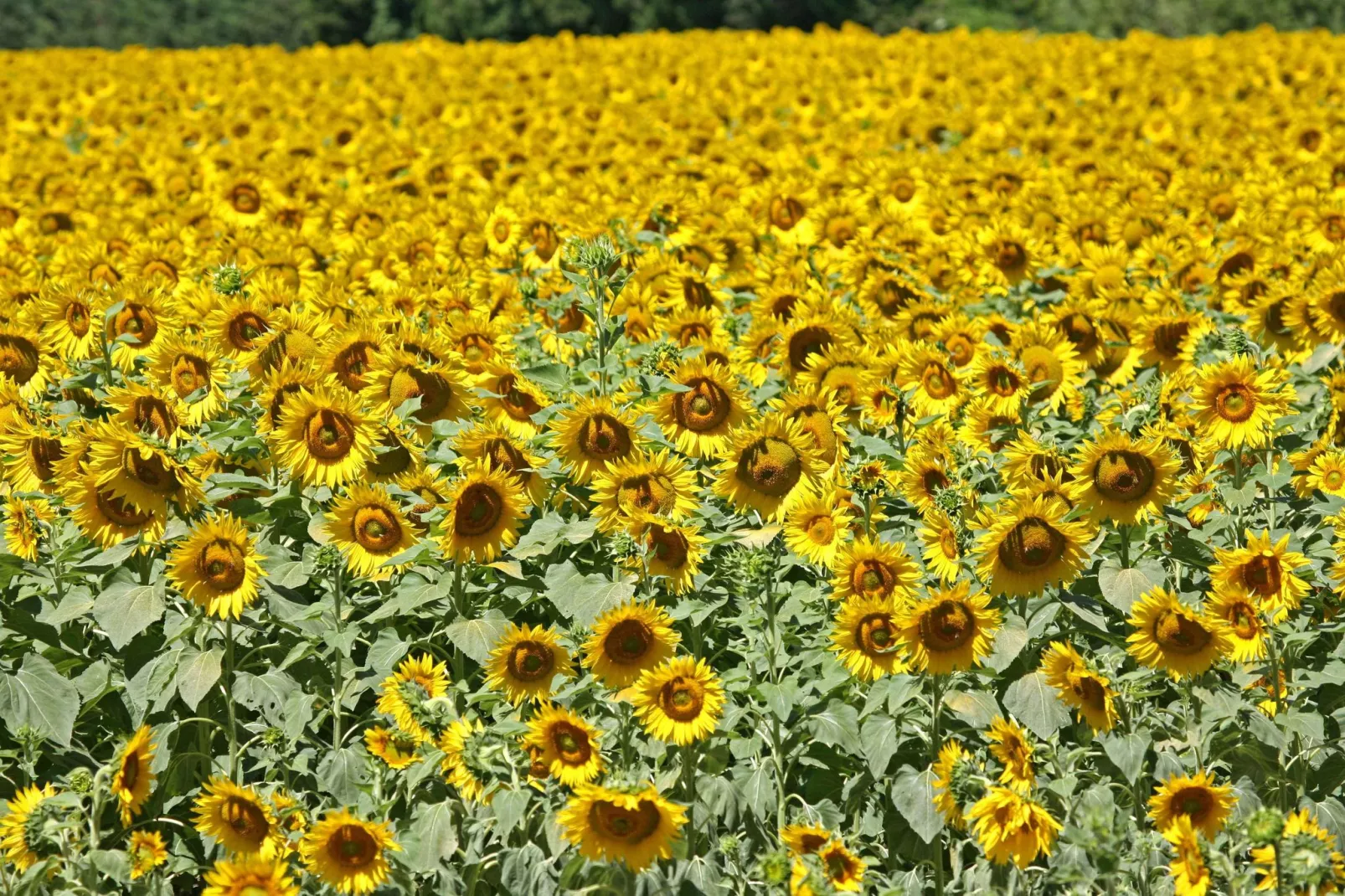 Entre Luberon et Avignon-Gebieden zomer 5km