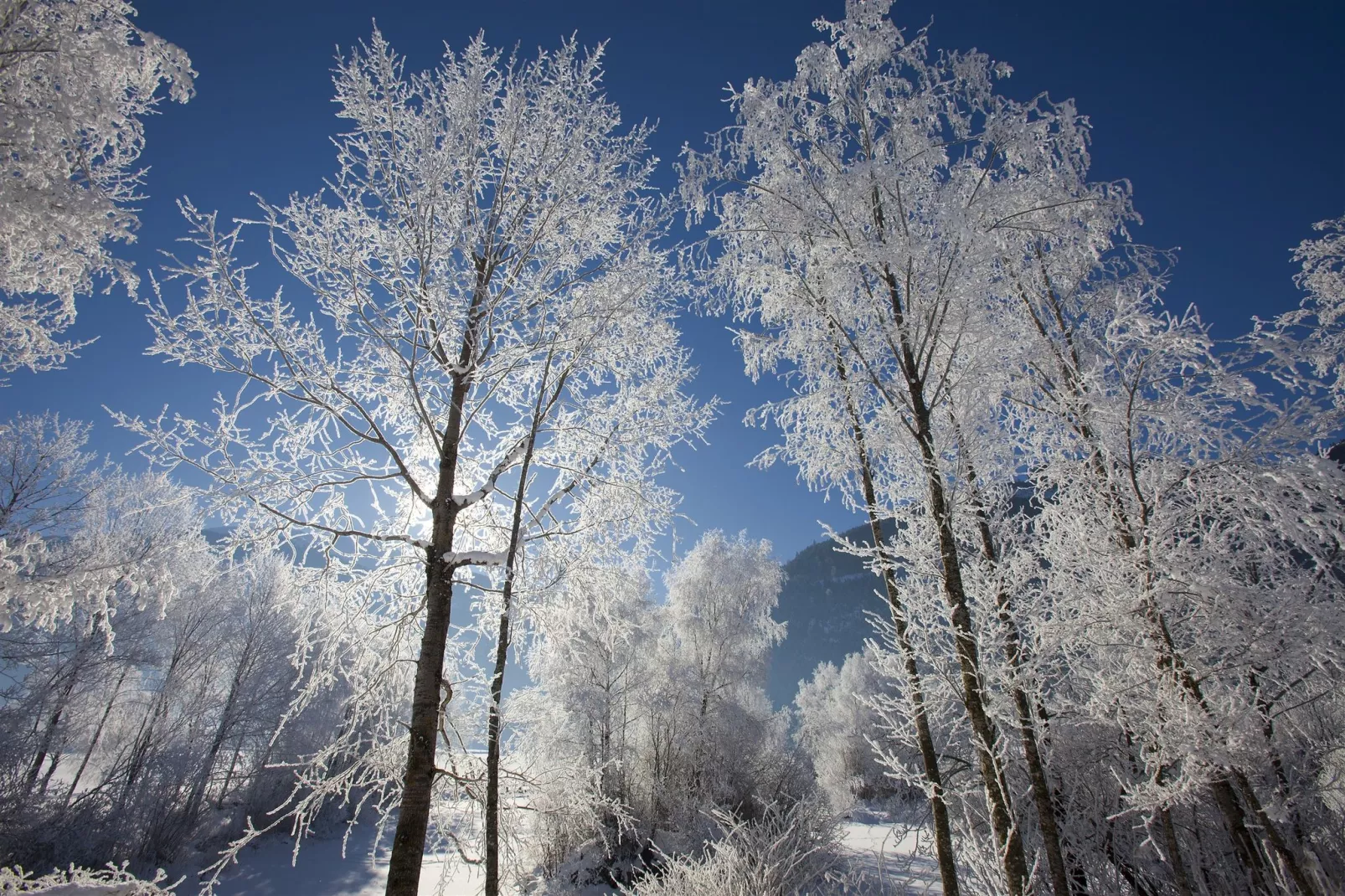 Chalet Maurerfeld 1-Gebied winter 1km