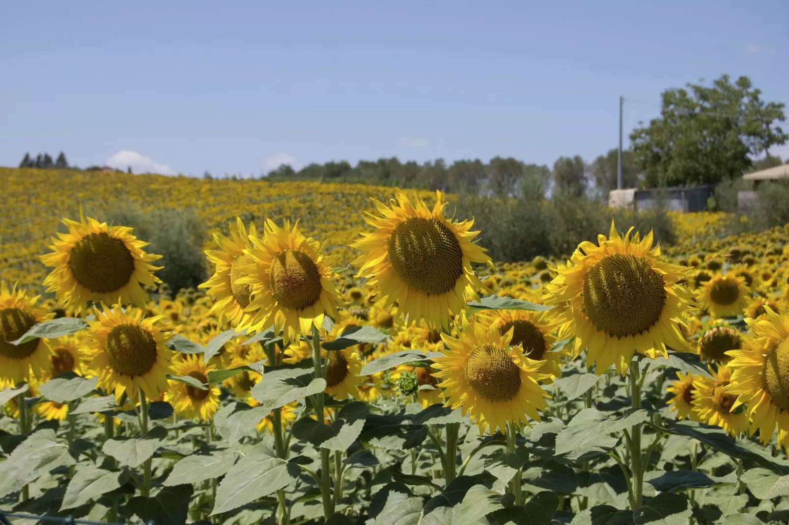 Sparsa Girasole-Gebieden zomer 1km