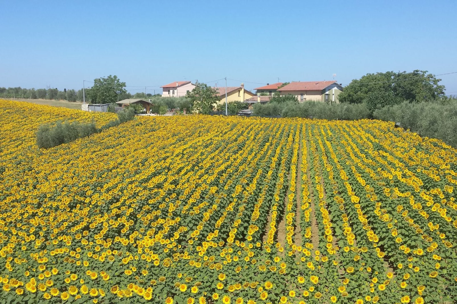 Sparsa Girasole-Gebieden zomer 1km