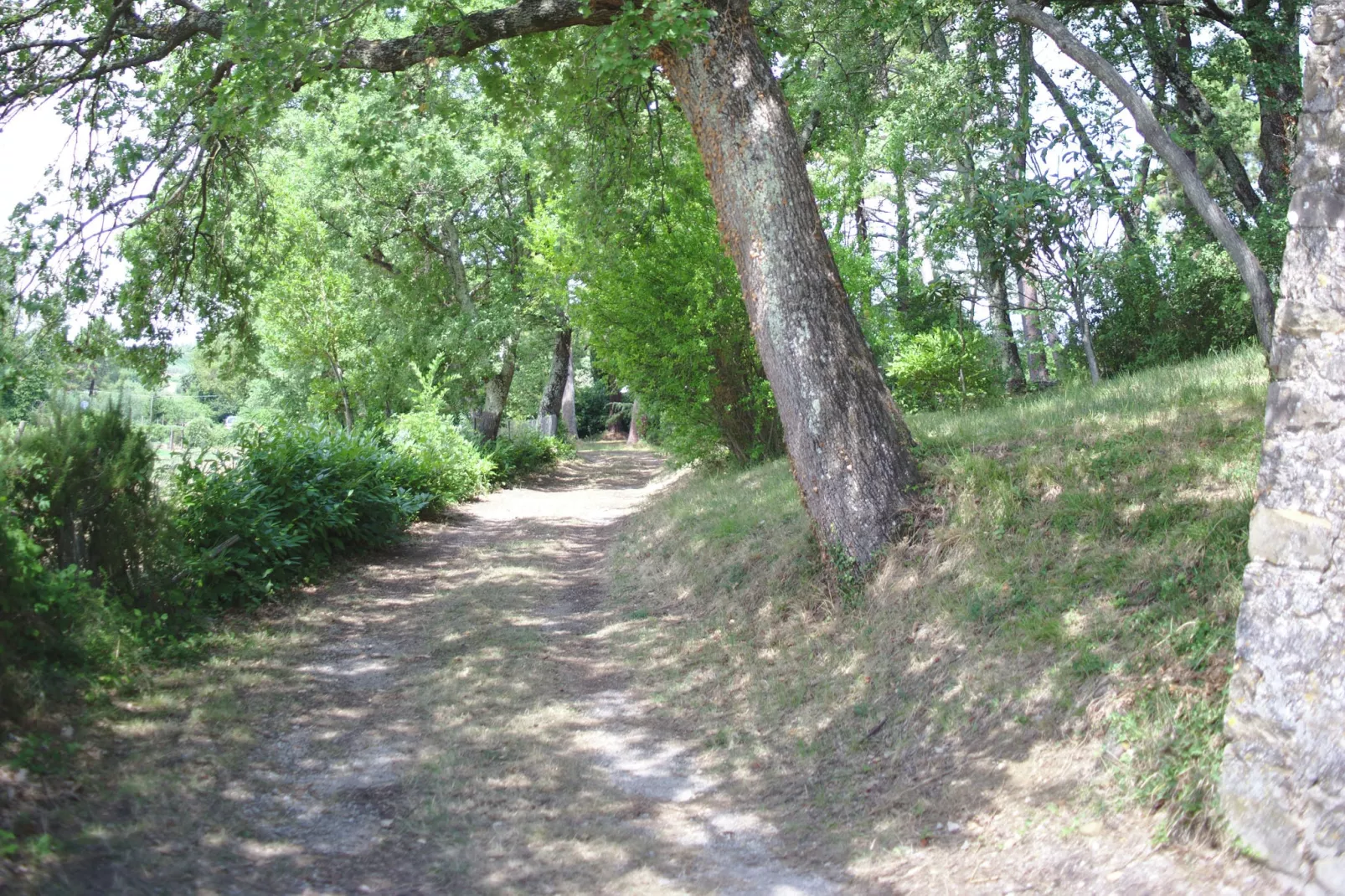 Terra Nisa-Gebieden zomer 1km