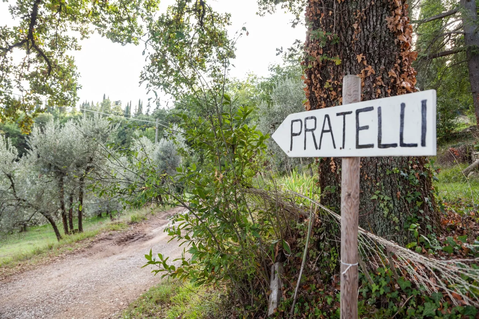 Trebbiano-Gebieden zomer 1km