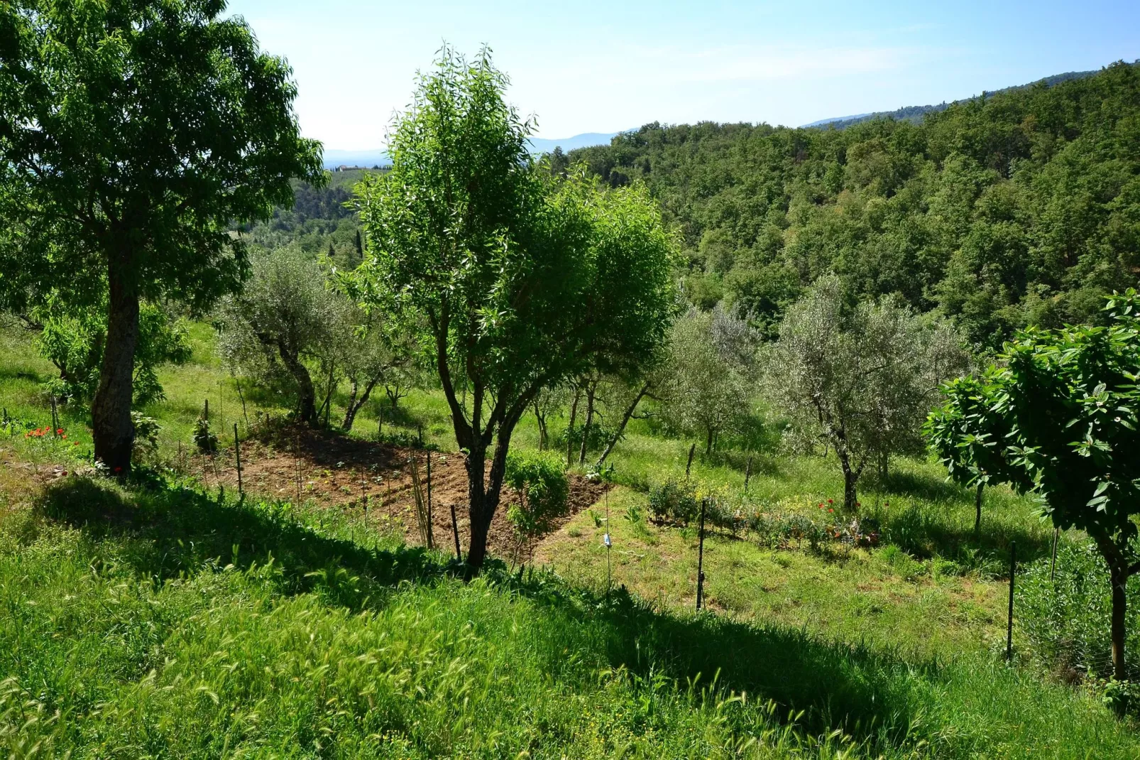 Trebbiano-Uitzicht zomer