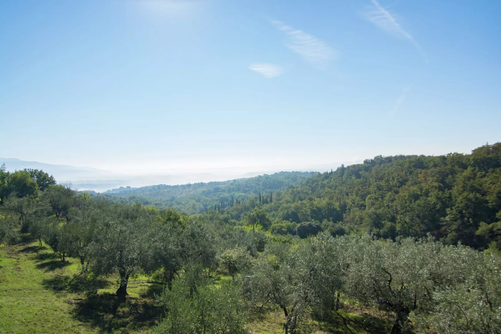 Sangiovese-Gebieden zomer 1km