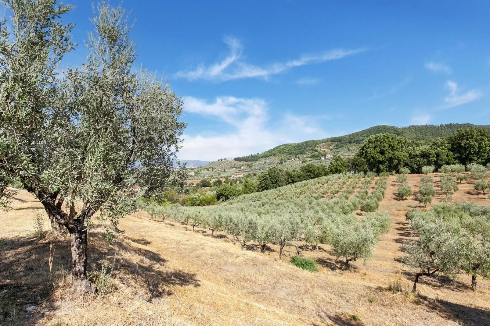 La Casa dei Due Olivi-Gebieden zomer 5km