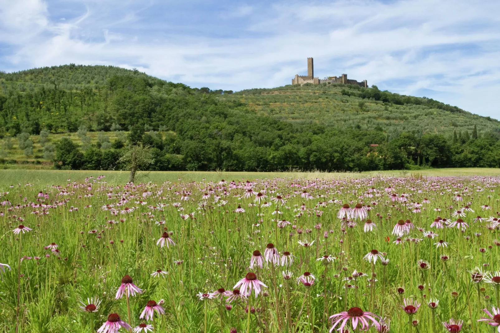 Montecchio-Gebieden zomer 20km