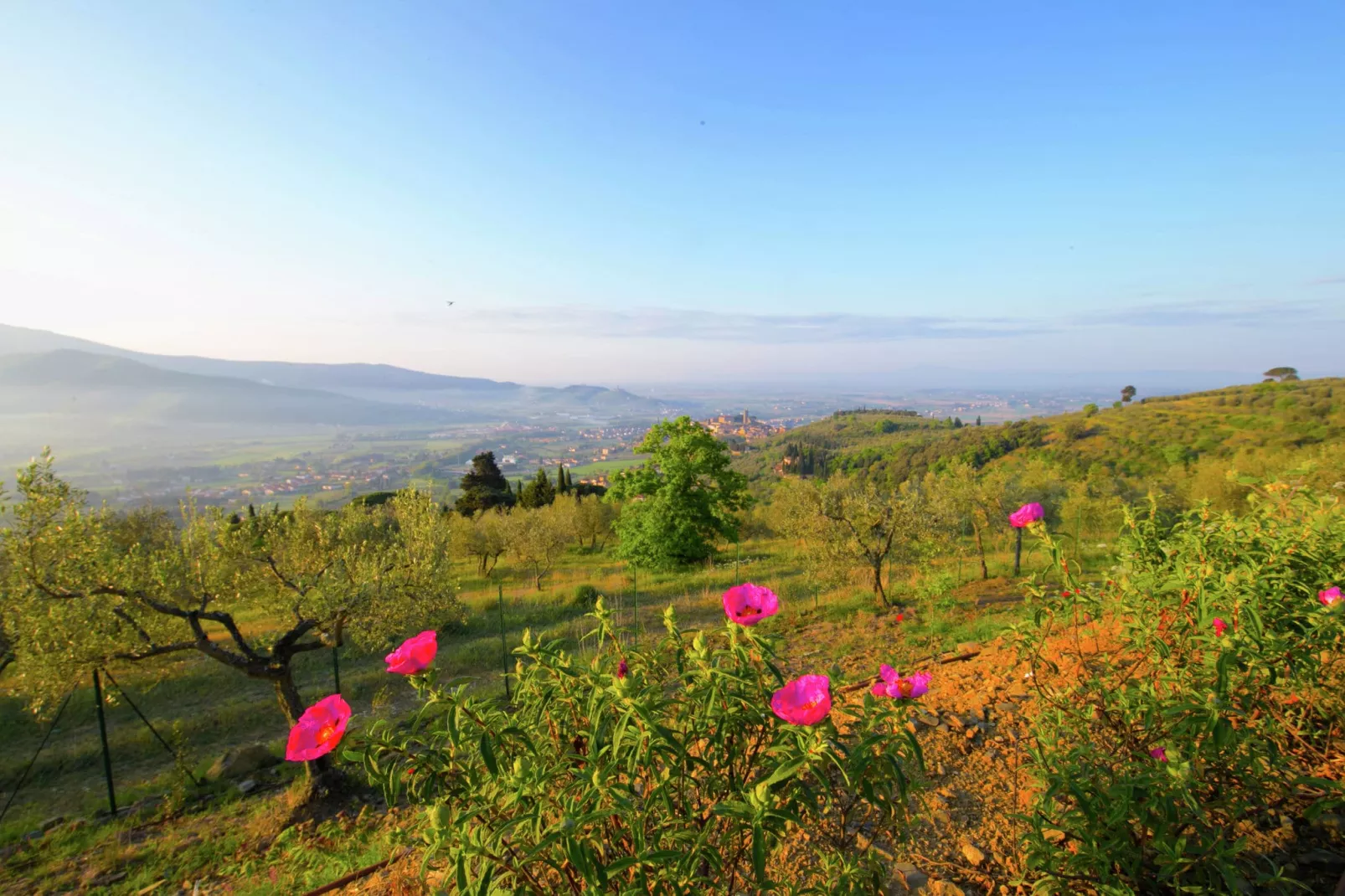 Bellavista di Mammi-Gebieden zomer 1km