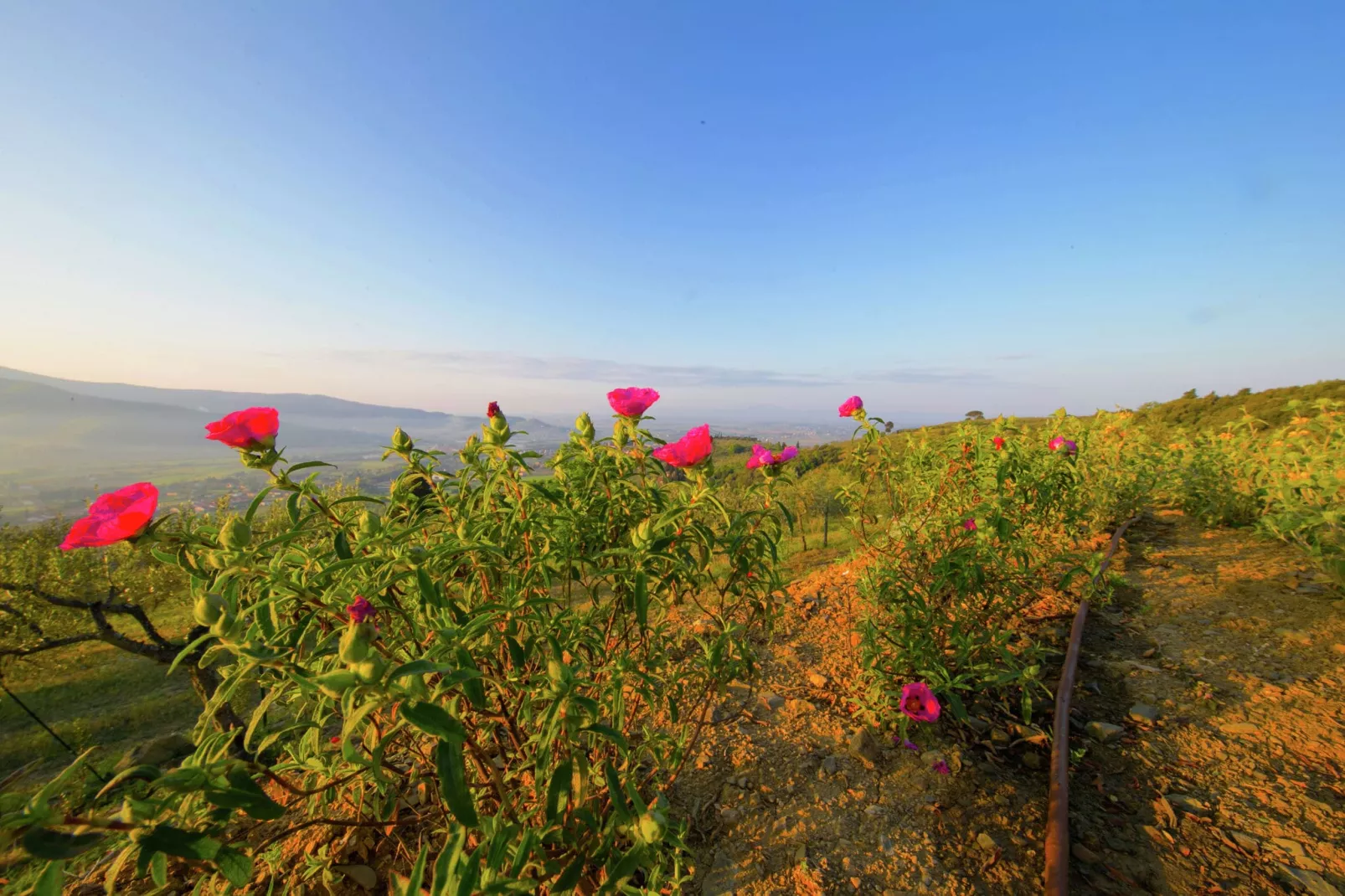 Bellavista di Mammi-Gebieden zomer 1km