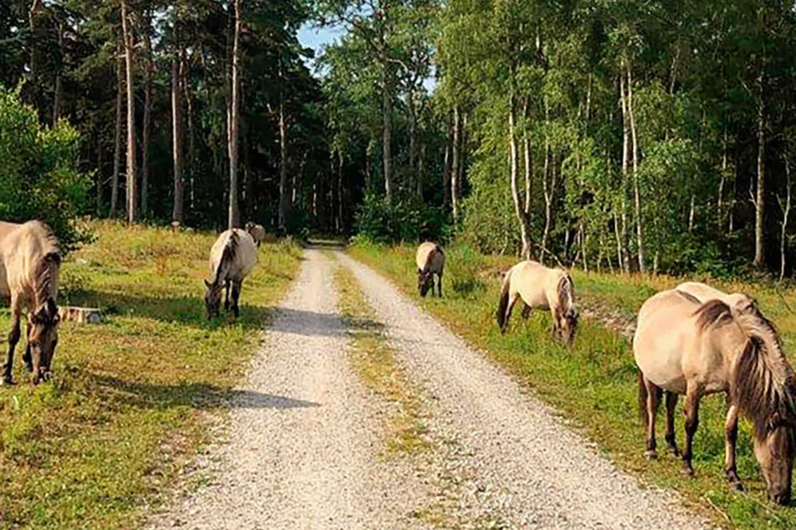 5 persoons vakantie huis in Væggerløse-Niet-getagd