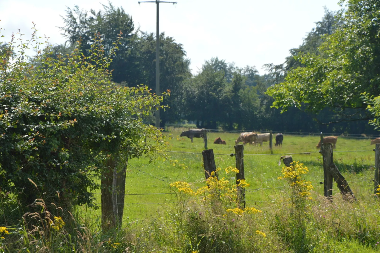 Le Lodge des Bruyères-Gebieden zomer 1km