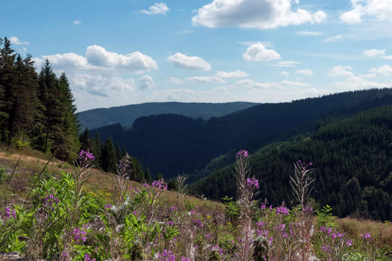 Maison de vacances - St Pierre Sur Doux-Gebieden zomer 1km