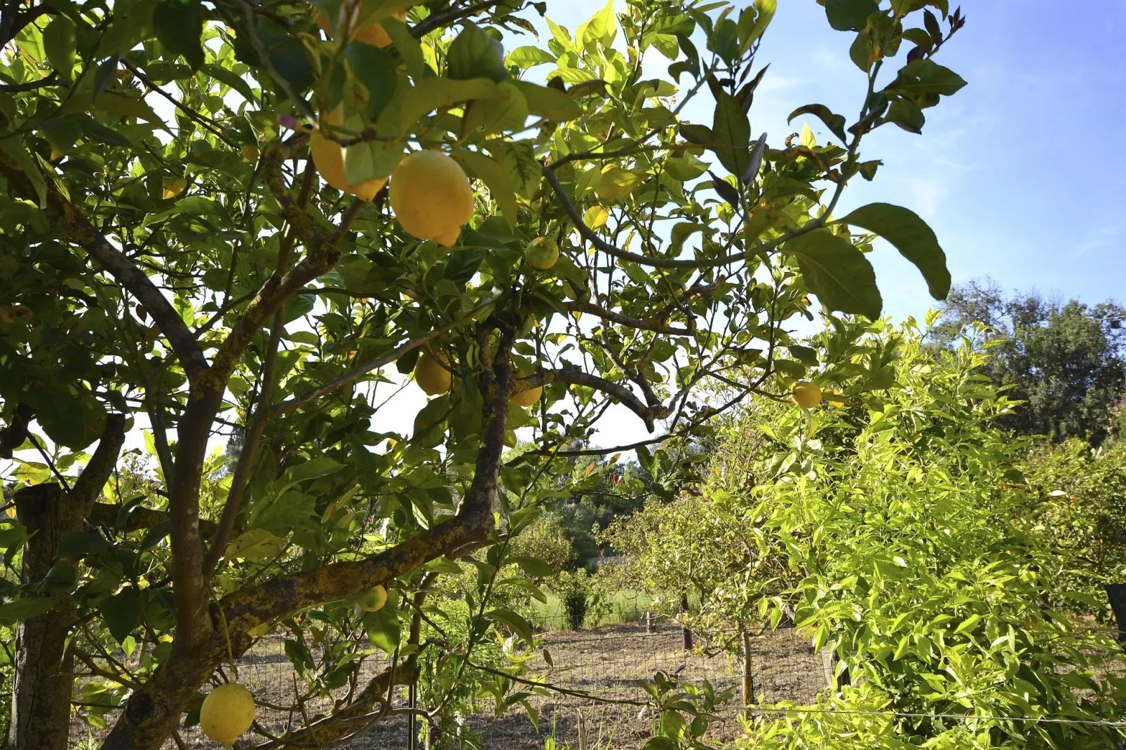 Casa del Limoneto Noto Marina-Sfeer