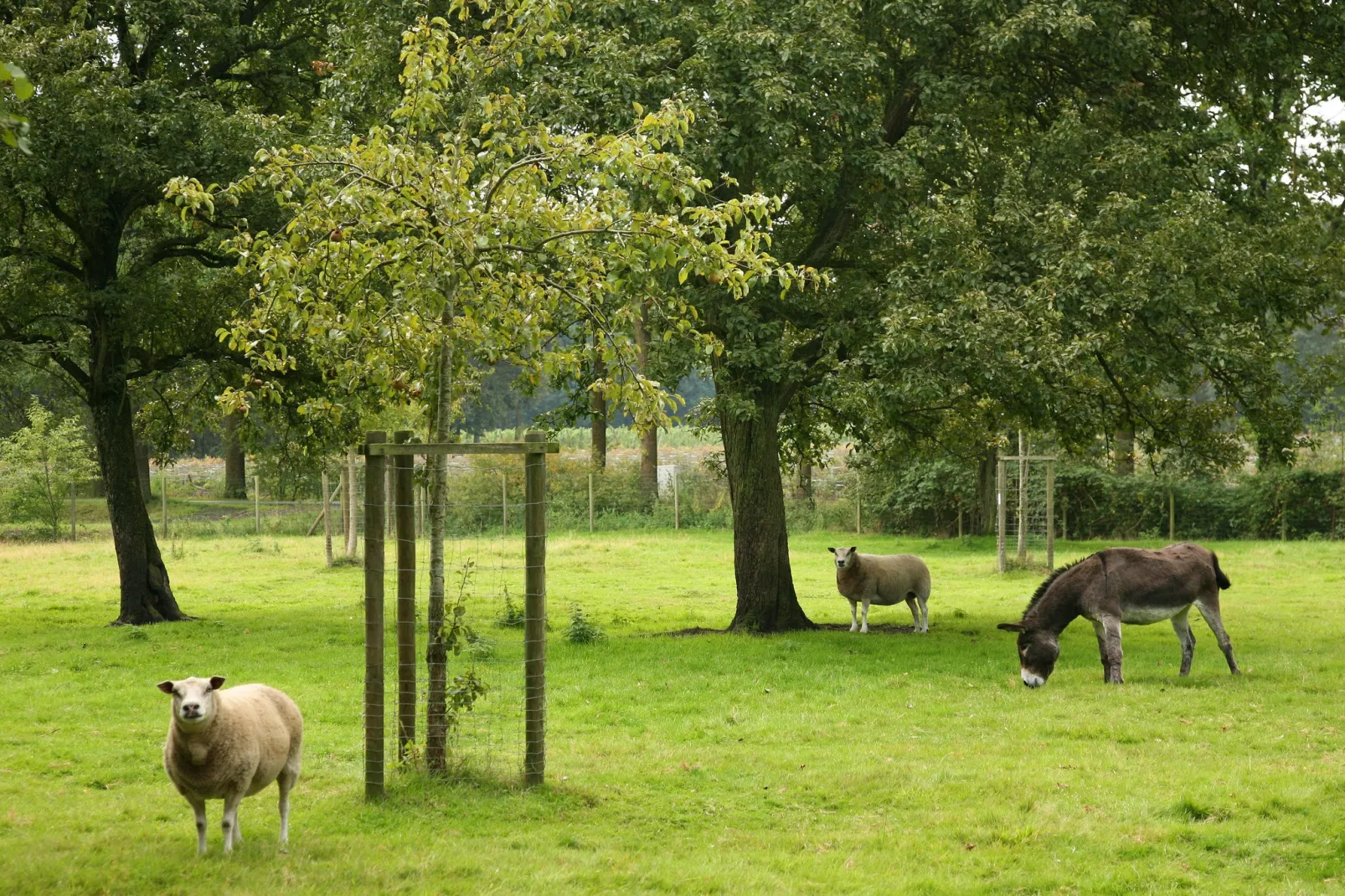 Goed van den Bogaerde-Uitzicht zomer