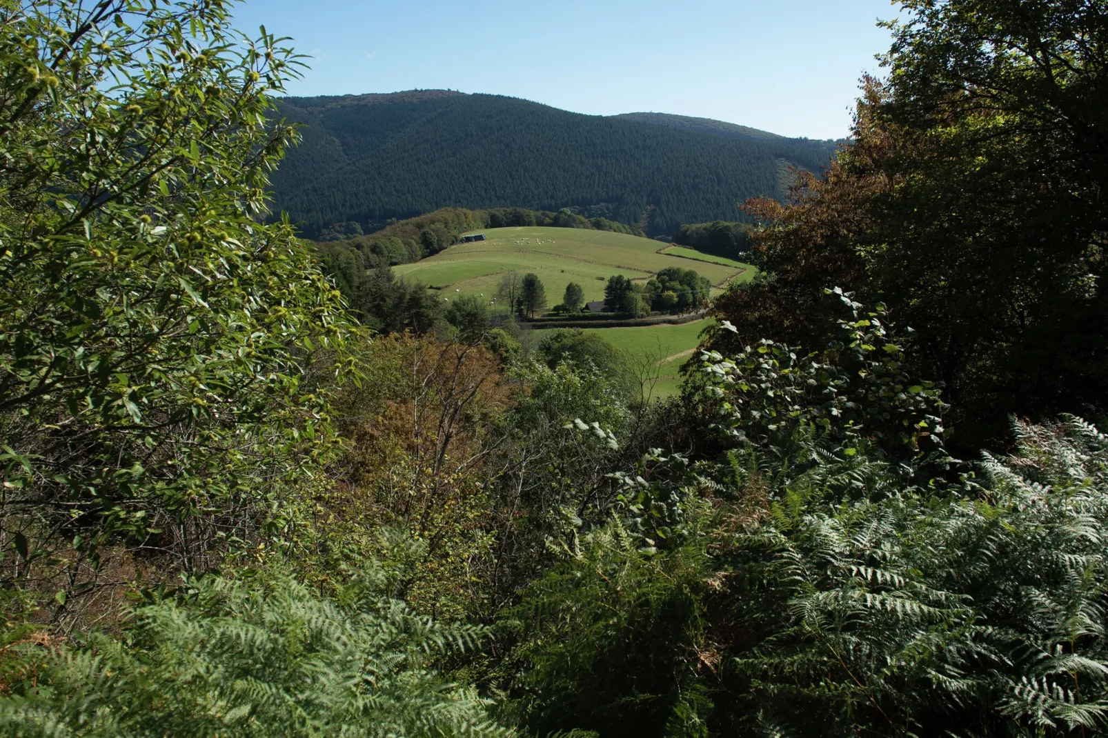 Gîte St Honoré les Bains-Uitzicht zomer