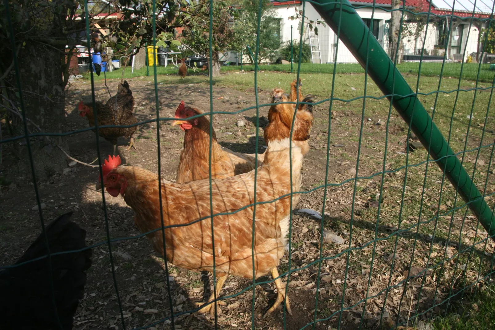 Ferienzimmer im Landhaus bei Kühlungsborn-Tuinen zomer