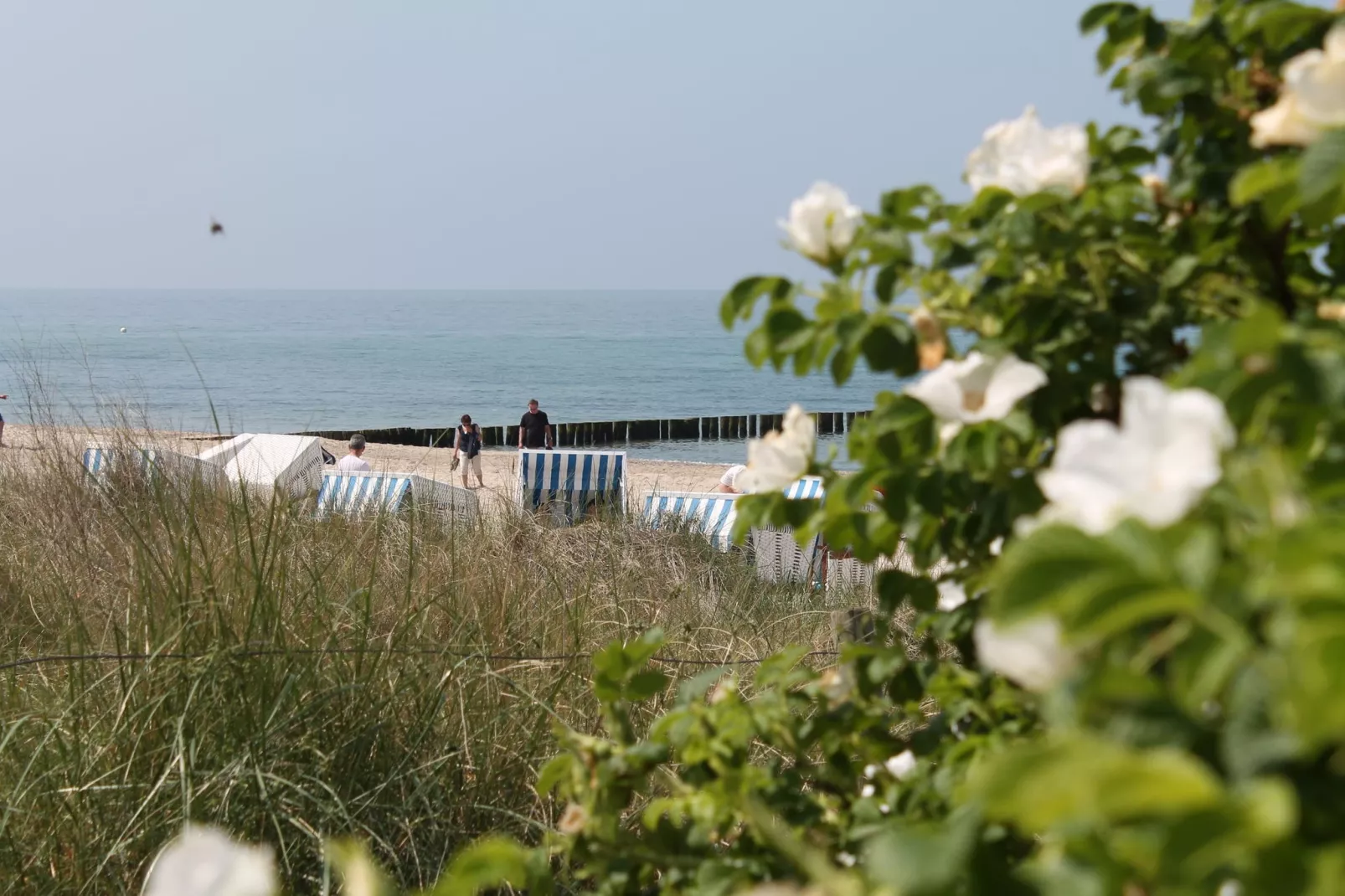 Wiesenblick-Gebieden zomer 5km