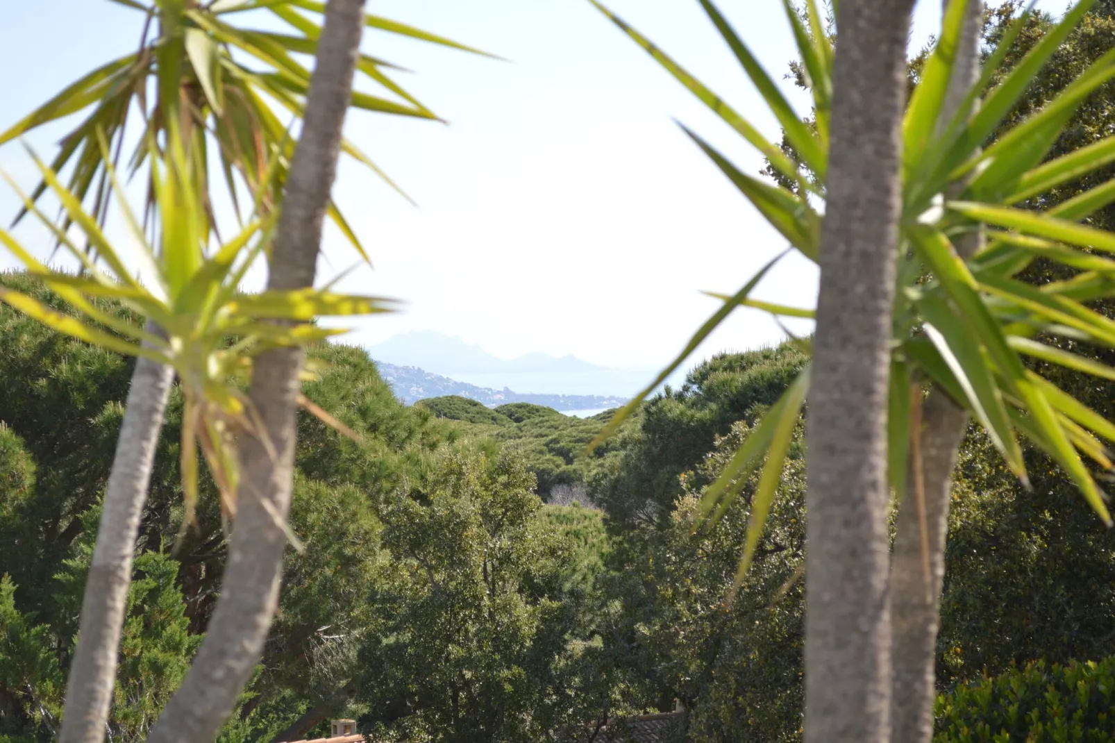 Bellevue-Uitzicht zomer