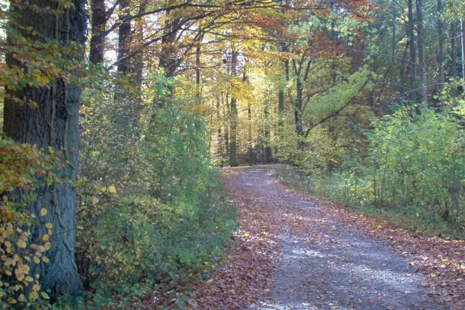 Ferienwohnung am Wald / Büdnerreihe-Gebied winter 1km