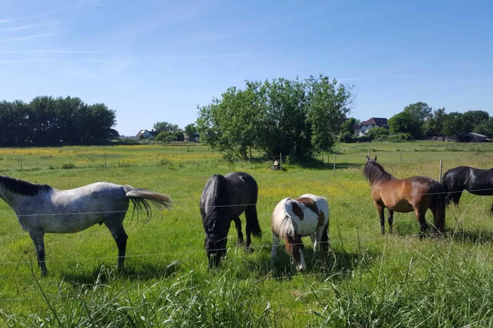 Ferienhaus Sternchen - Insel Rügen-Uitzicht zomer