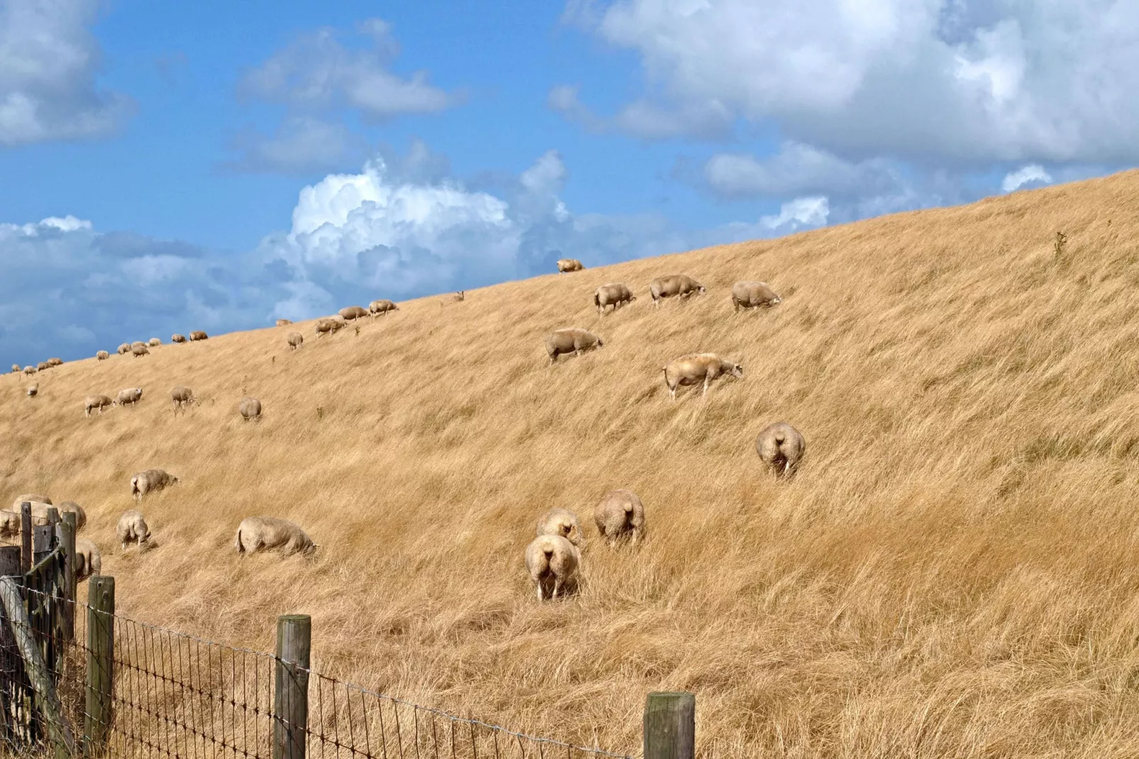 Kustpark Texel 4-Gebieden zomer 5km