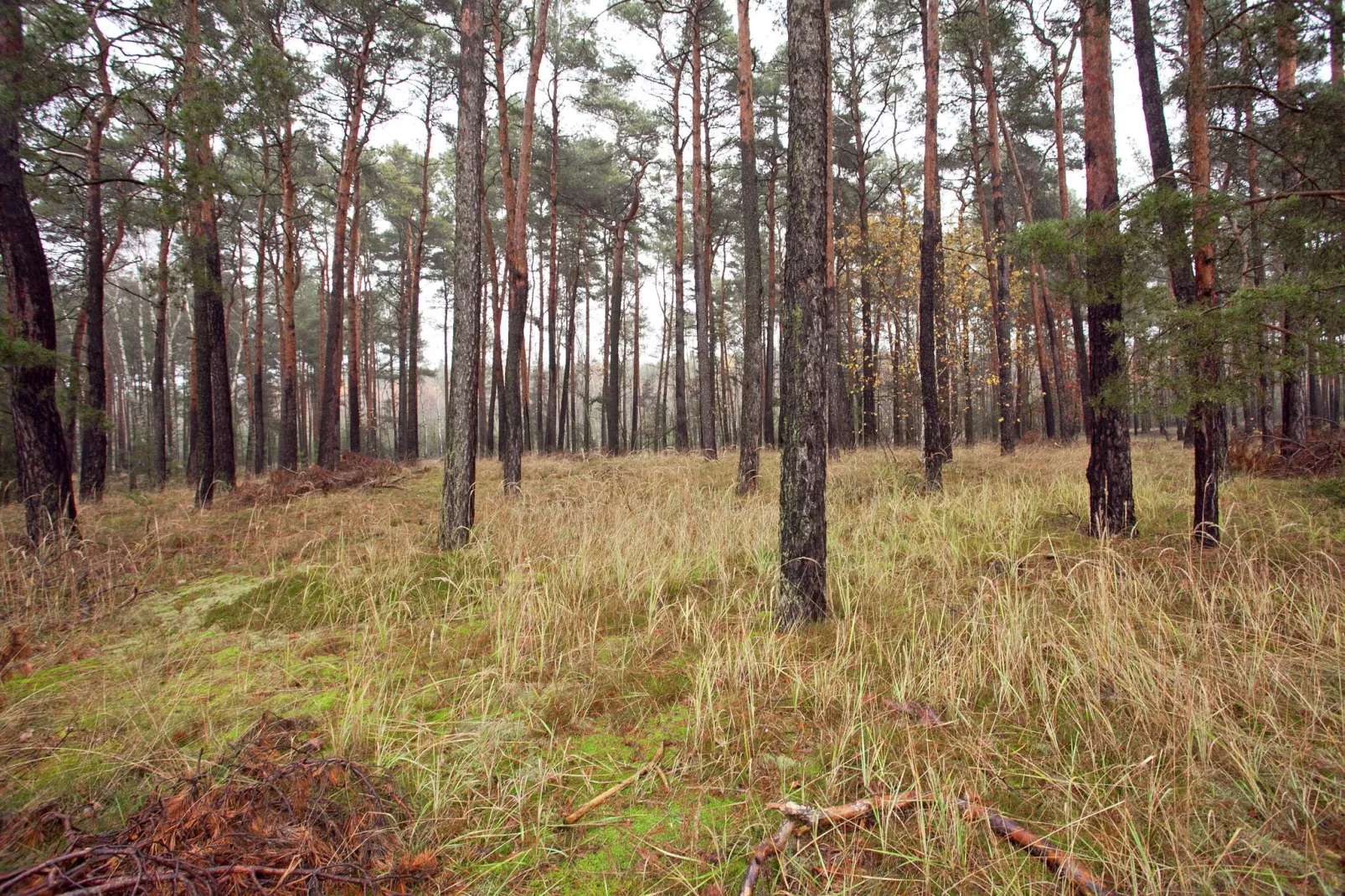 Spreewald