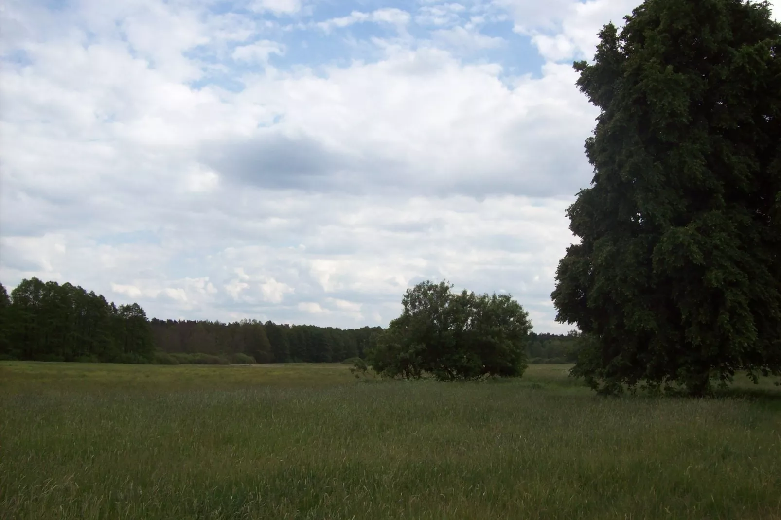 Brandenburg-Gebieden zomer 1km