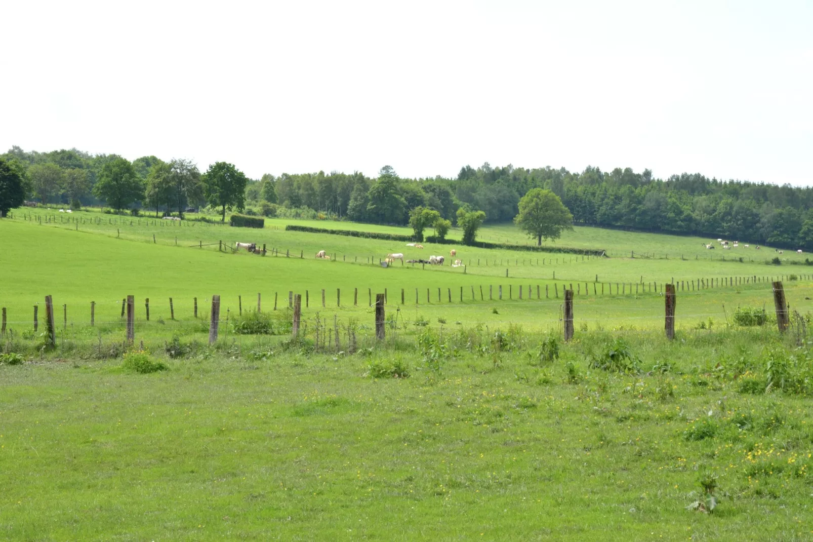 Coeur de Boeur-Gebieden zomer 1km