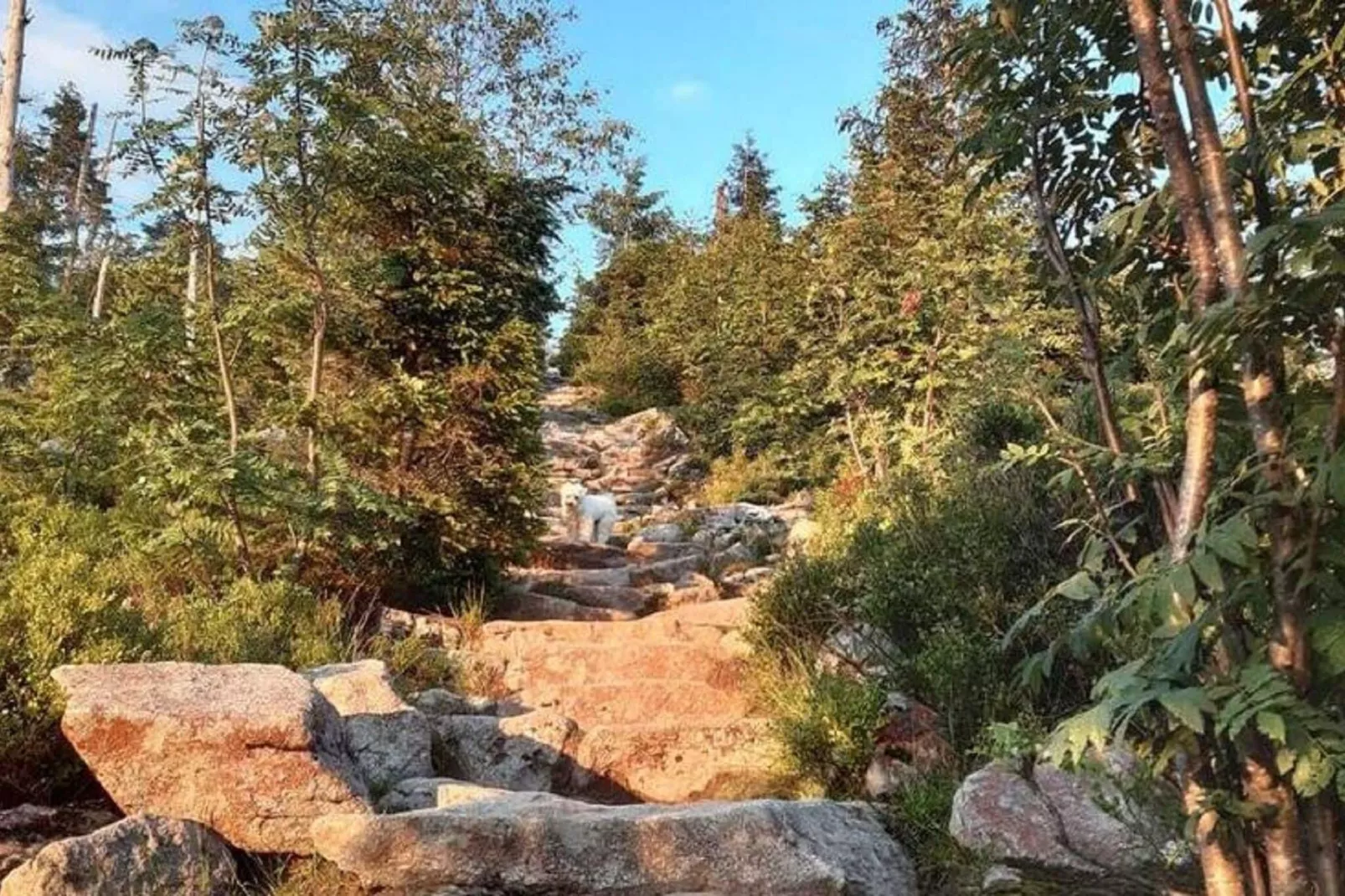 Im Bayerischen Wald-Gebieden zomer 1km