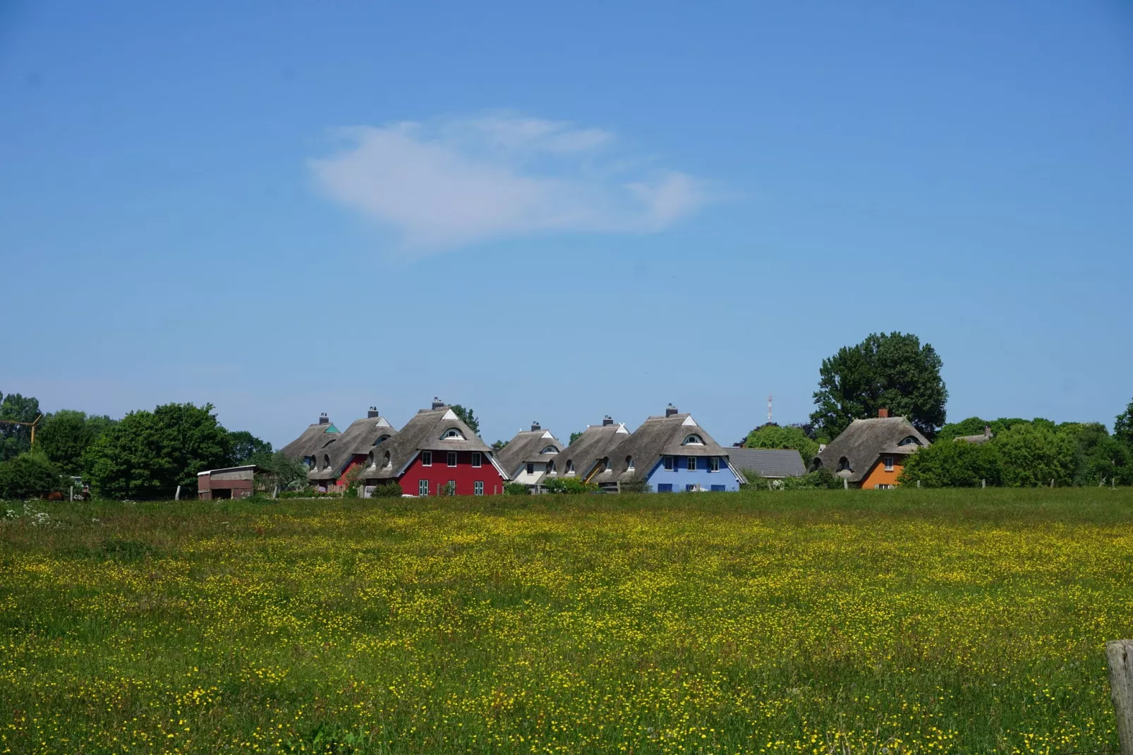 Sunflower A Halbinsel Fischland Darß-Uitzicht zomer