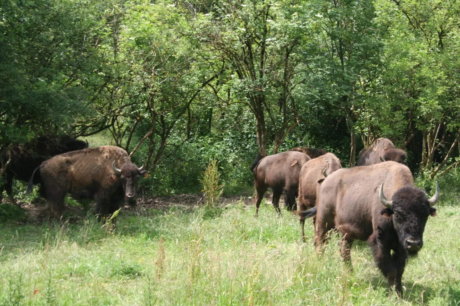 Les Bisons de l'Eden-Gebieden zomer 1km