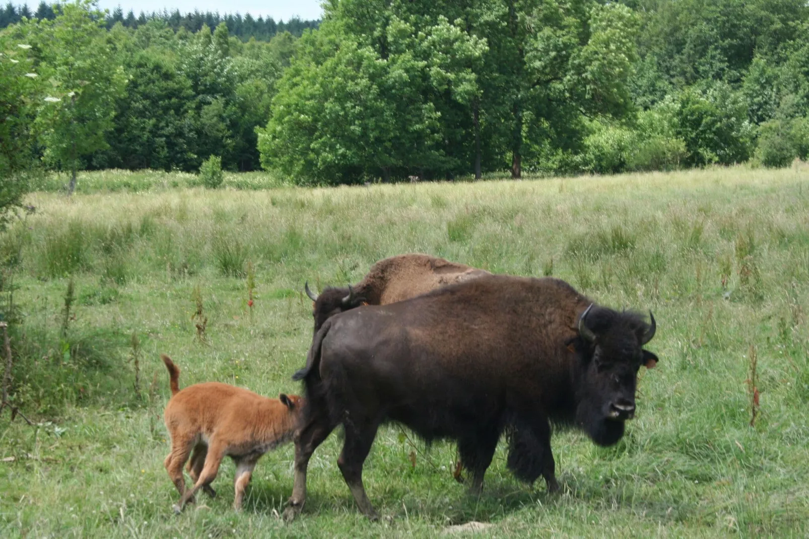 Les Bisons de l'Eden-Gebieden zomer 1km