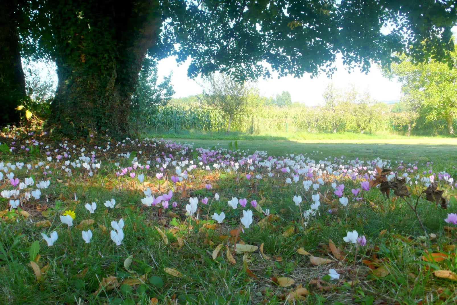 Villa Cussay-Tuinen zomer