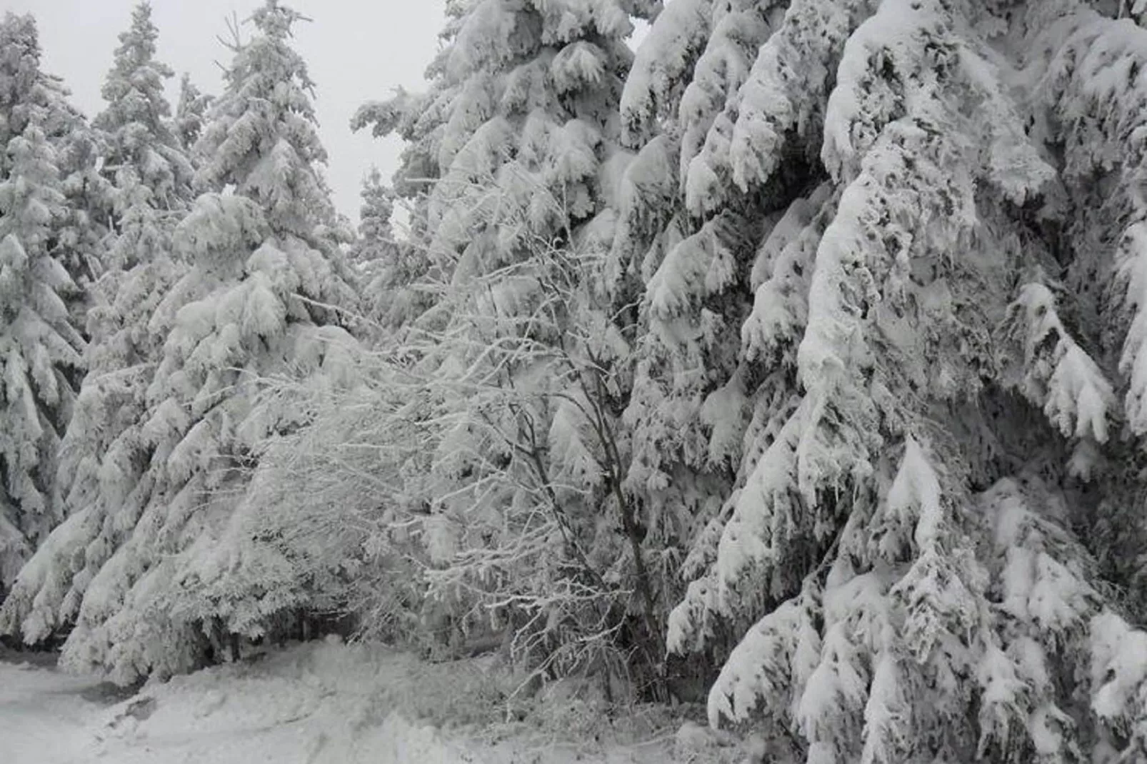 Bayerischer Wald-Gebied winter 1km