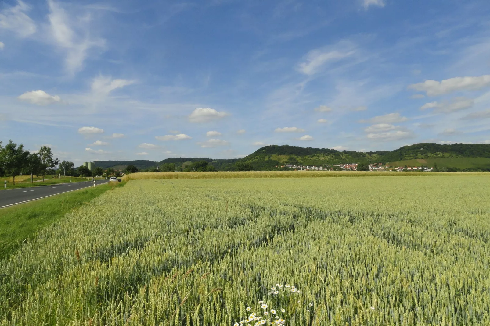 Wilder Wein-Gebieden zomer 1km