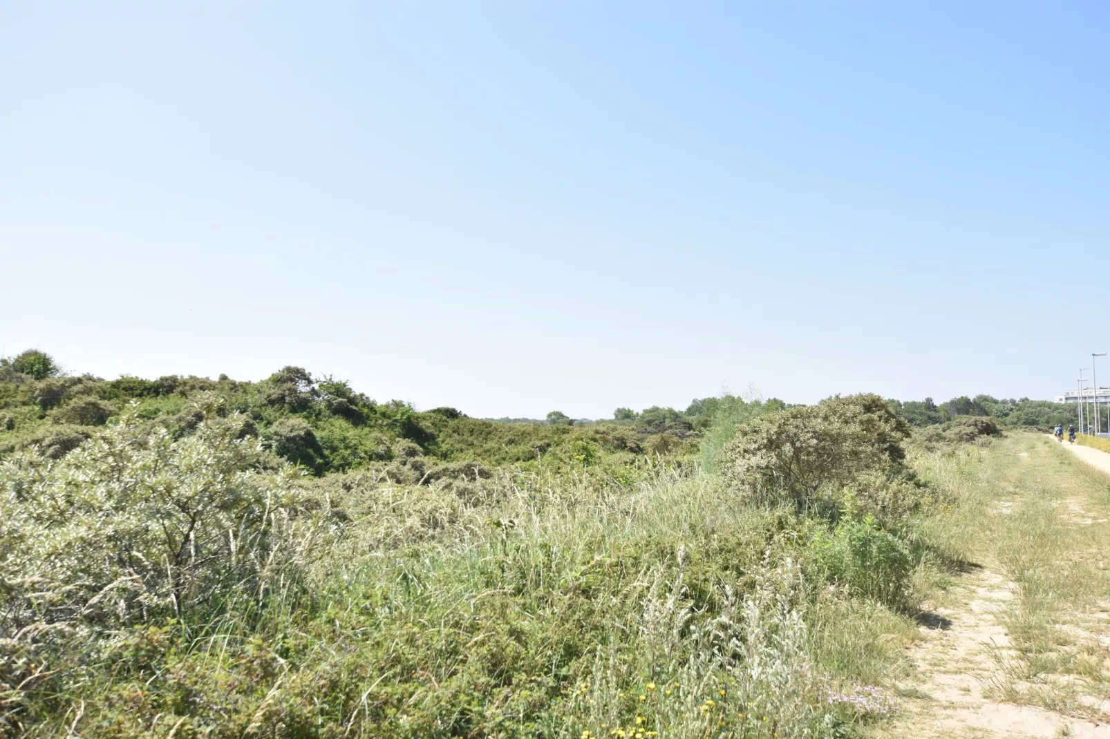 Zilte Rust-Gebieden zomer 1km