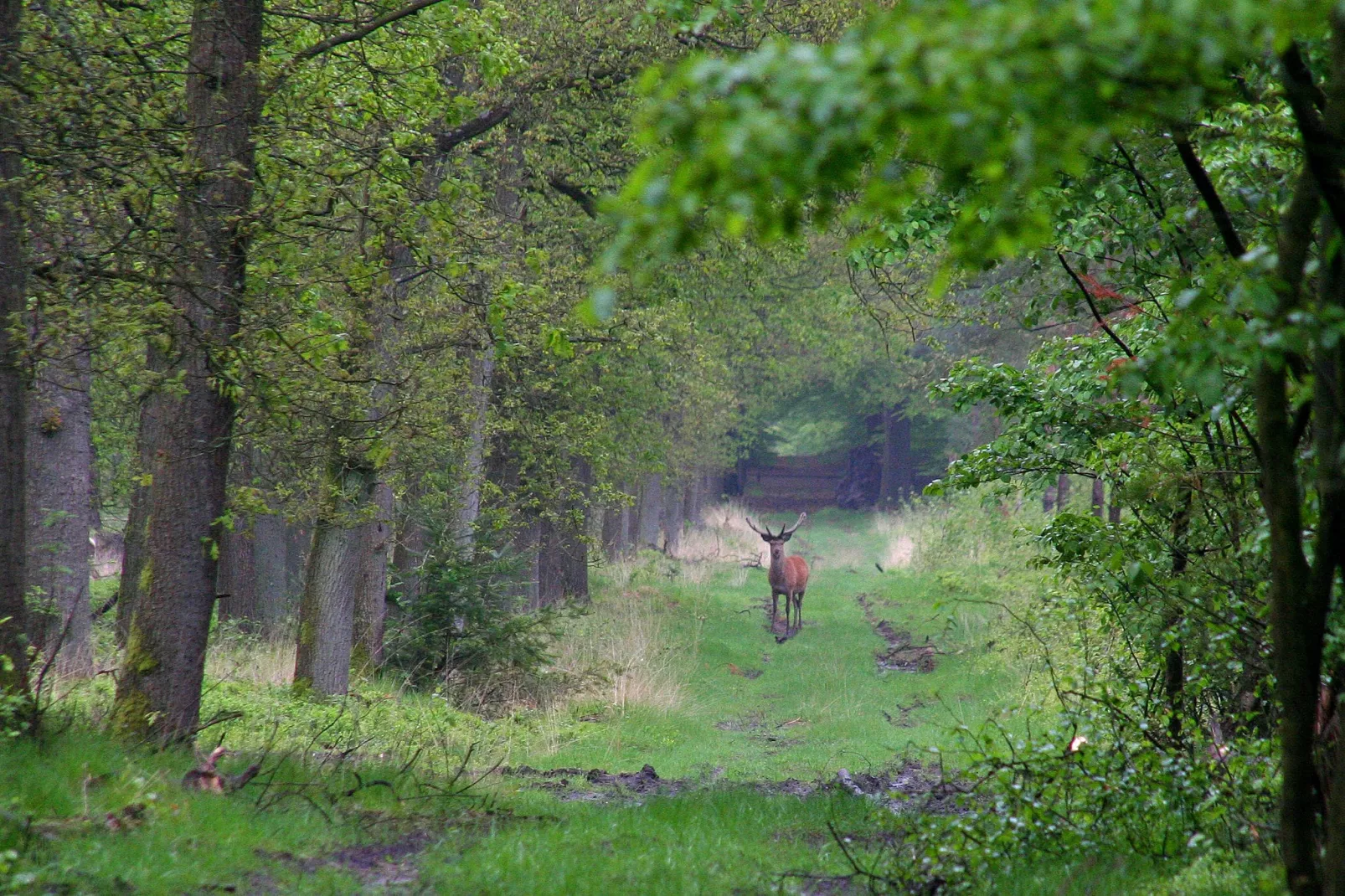 Veluwse Mus-Gebieden zomer 5km