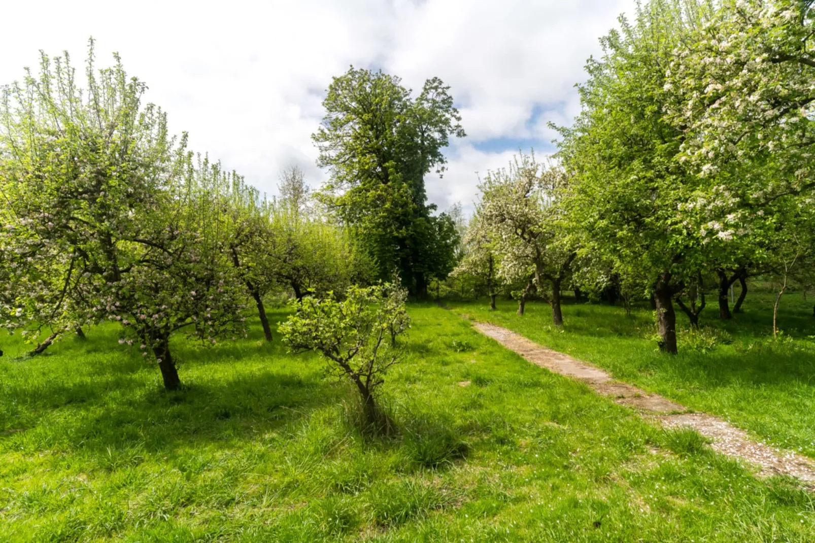 Gartenbungalow 1 linke Seite-Tuinen zomer