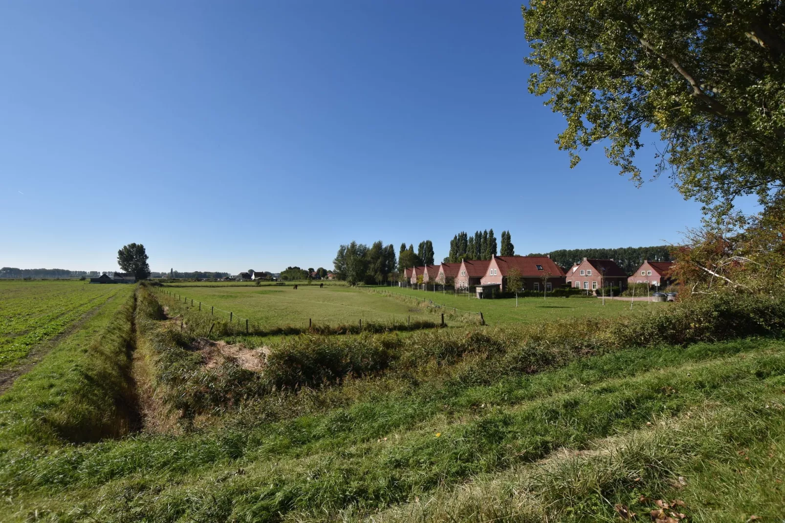 Krokus 10-Gebieden zomer 1km