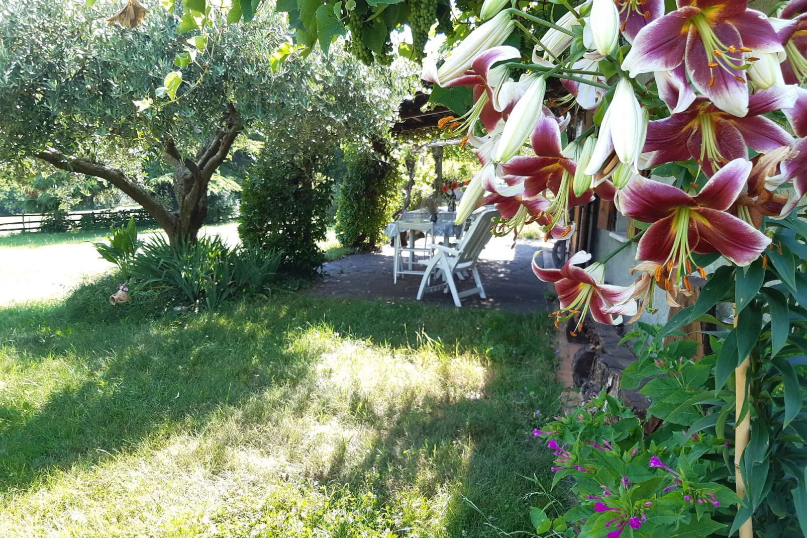 Casa Gherla Uno-Tuinen zomer