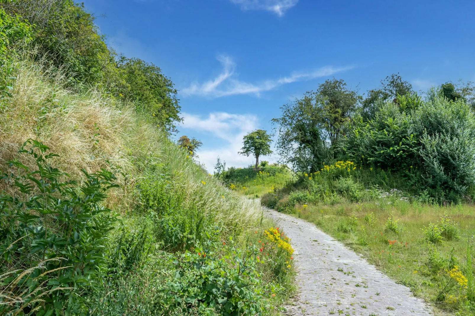 The White Lodge-Gebieden zomer 1km