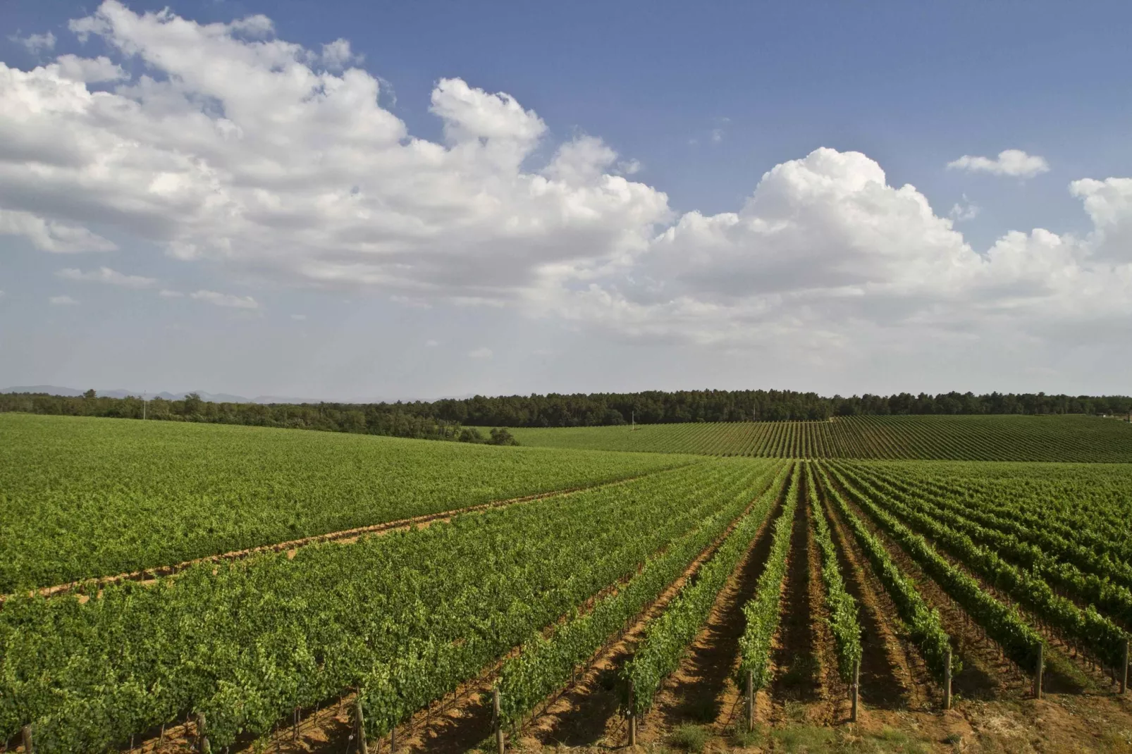 Sfeervol appartement in Montepulciano met zwembad-Gebieden zomer 5km