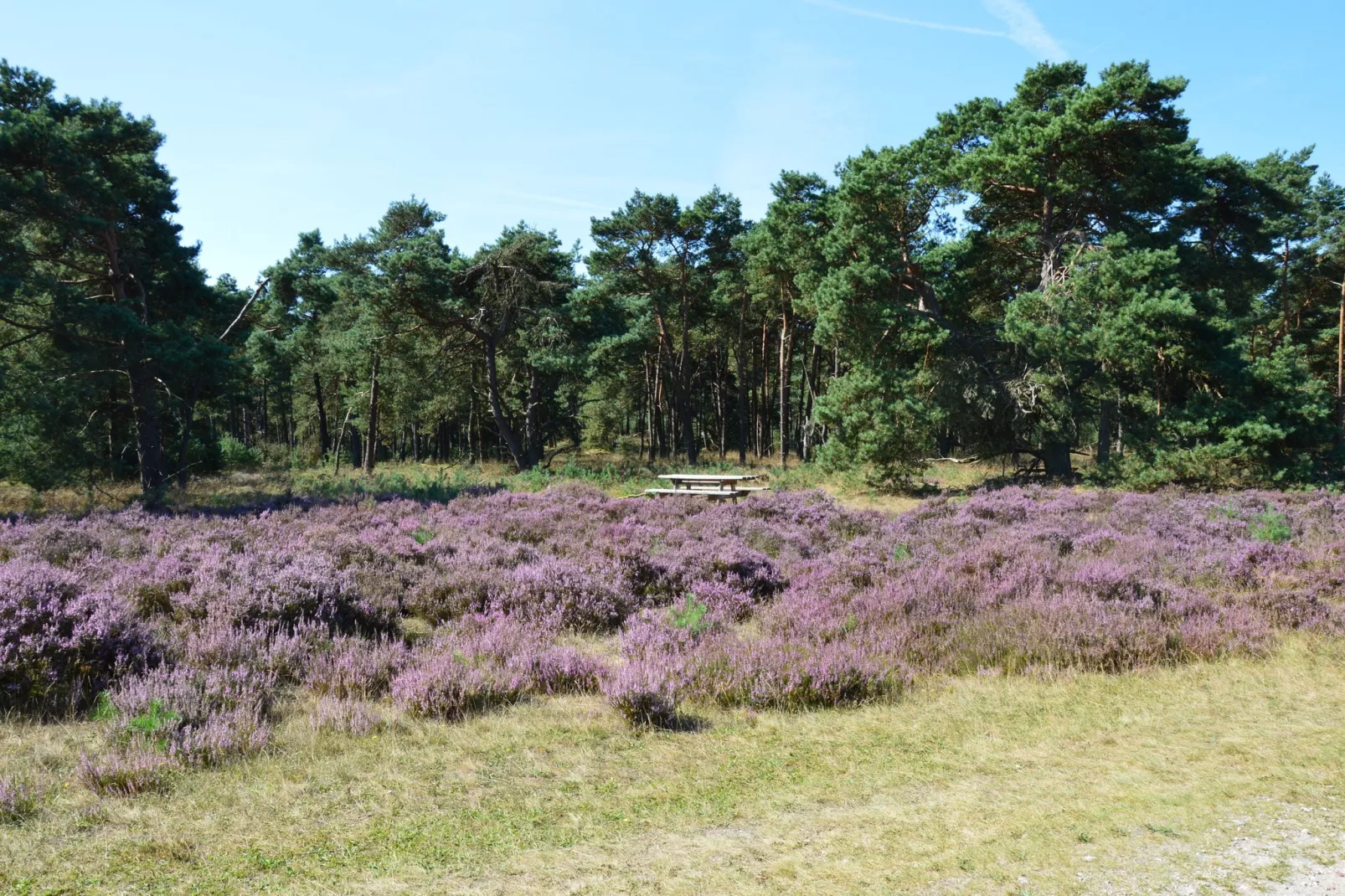 't Vliegend Hert-Gebieden zomer 20km