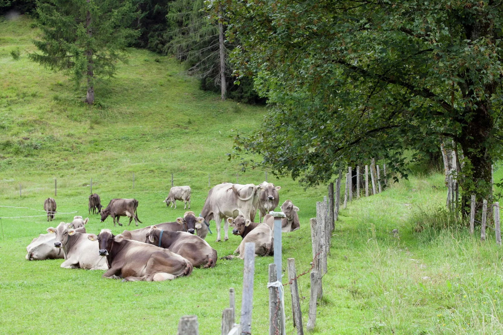 Rothorn-Uitzicht zomer