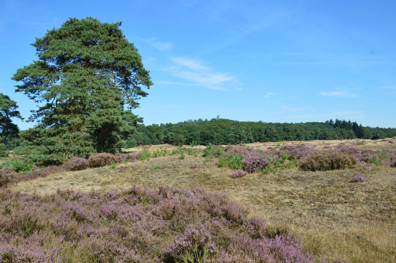 Reewold-Gebieden zomer 20km