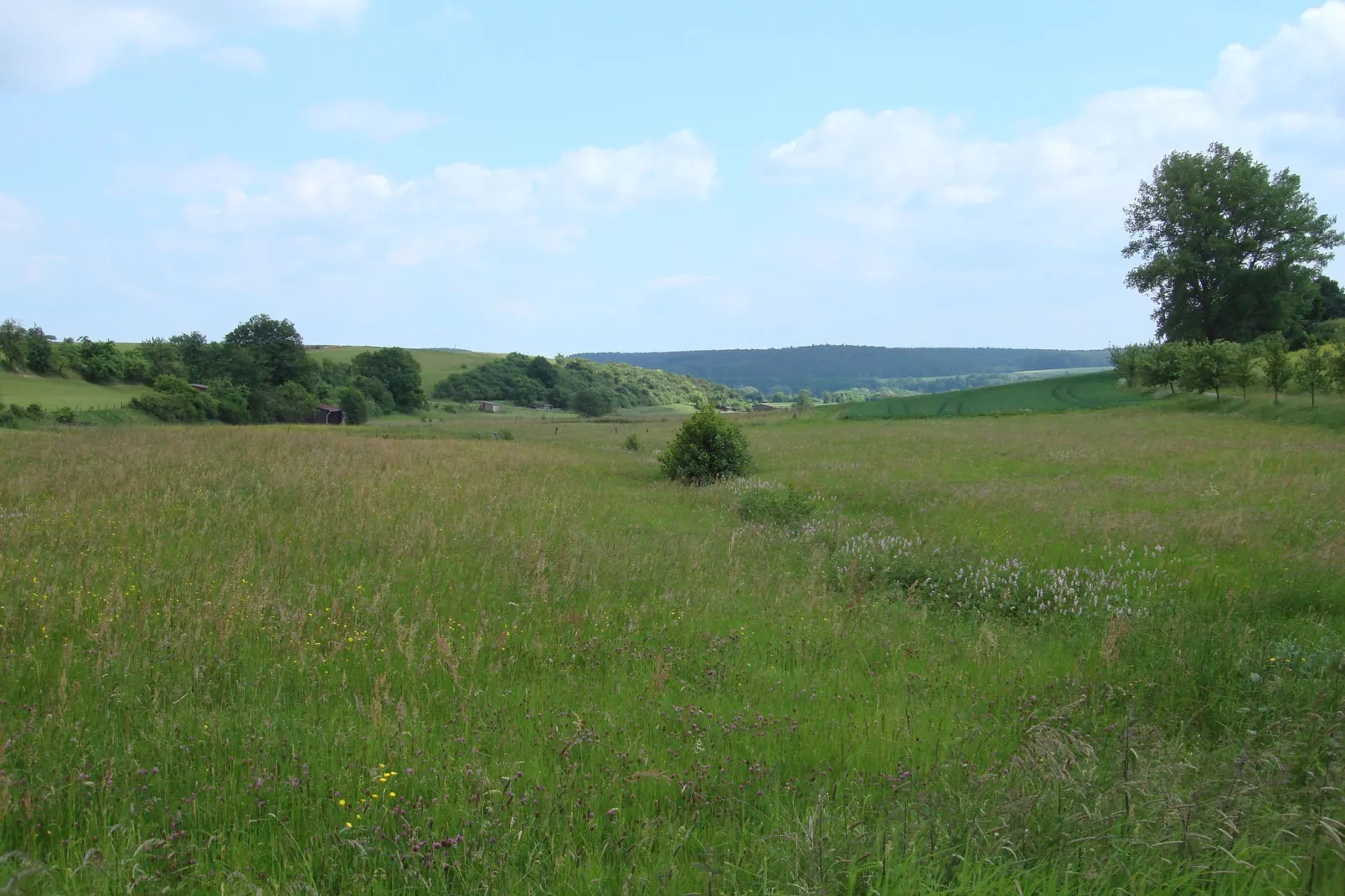 Köster-Gebieden zomer 5km