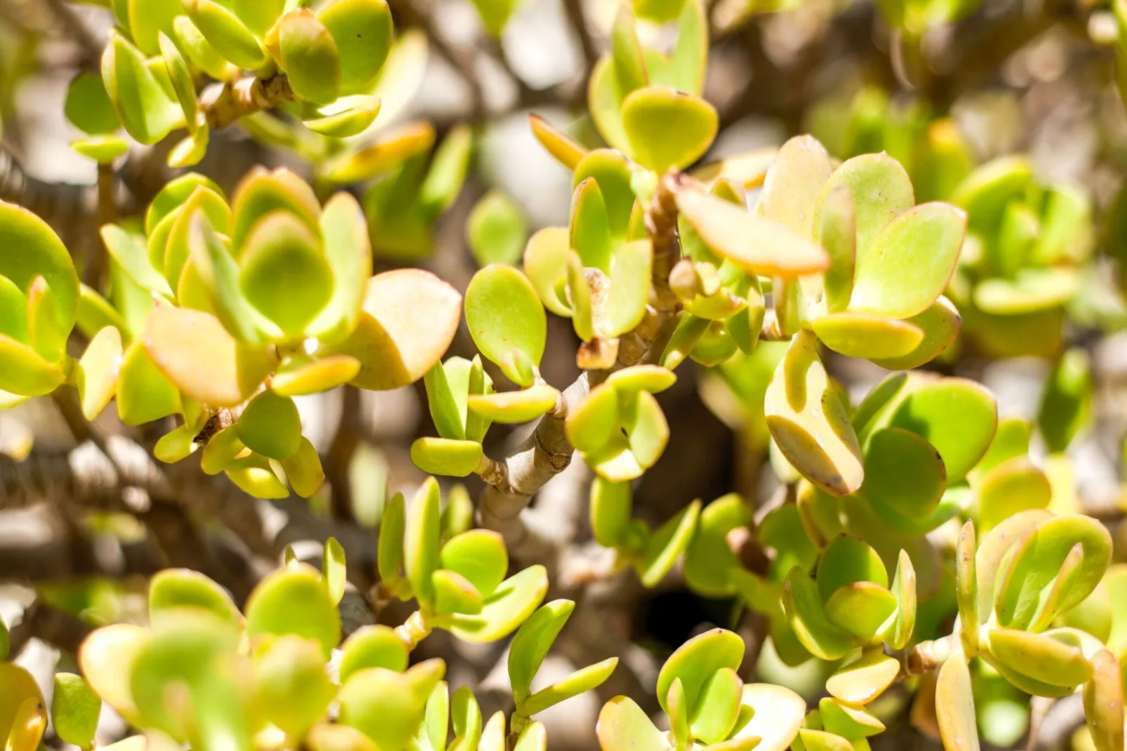 La Villetta di Gianni-Sfeer