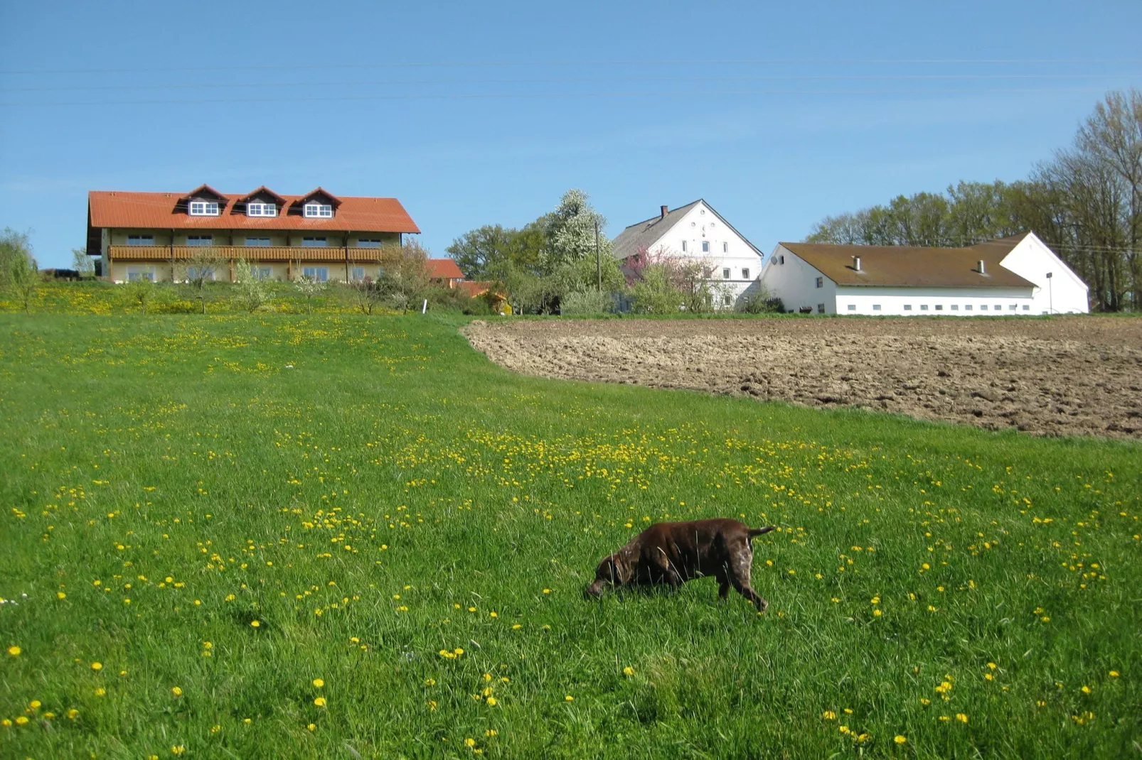 Am Ferienhof-Buitenkant zomer